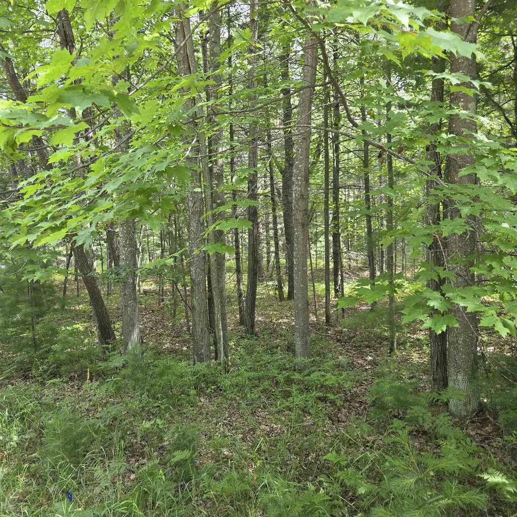 Lakewood Drive Oscoda Charter Township MI 48750