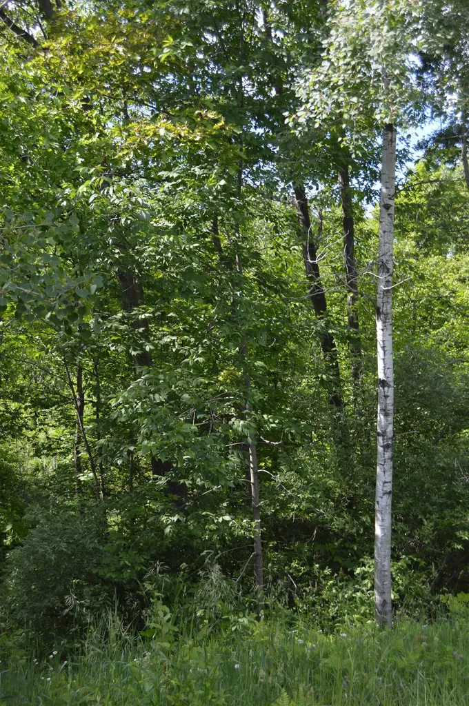 1481 Aspen Alley Road Alcona Township MI 48728