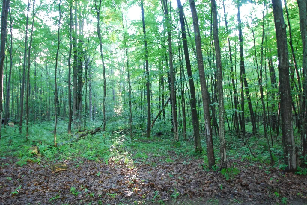3195 W Sage Lake Road Foster Township MI 48661