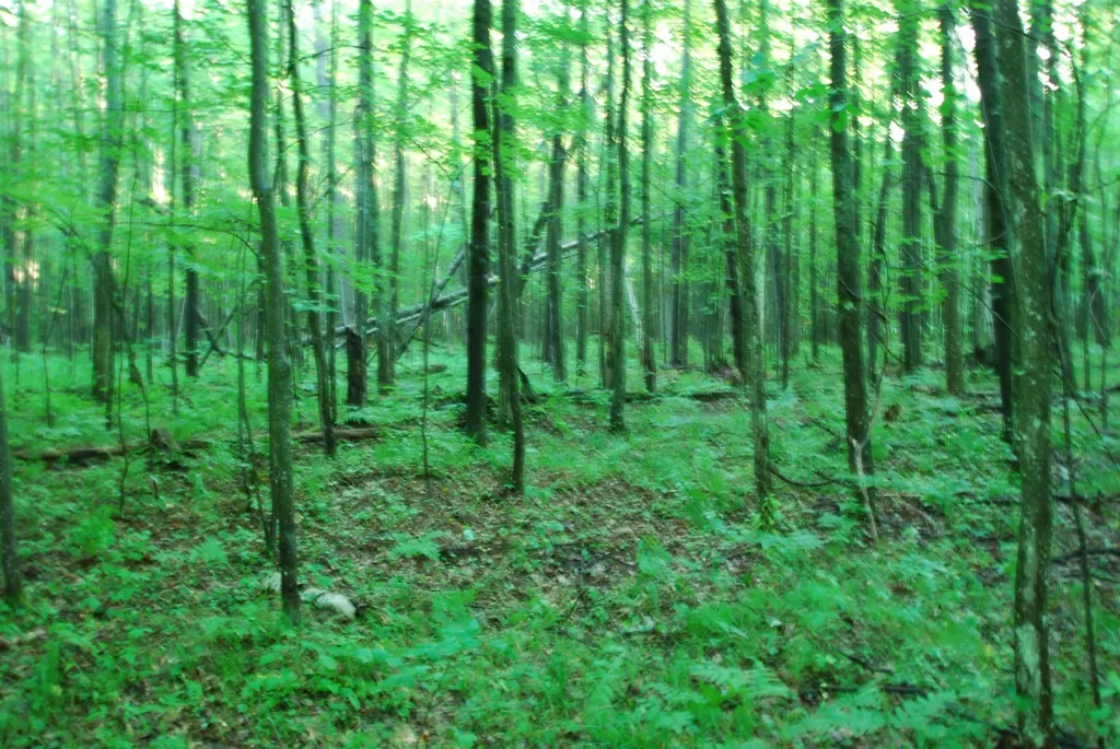 3195 W Sage Lake Road Foster Township MI 48661
