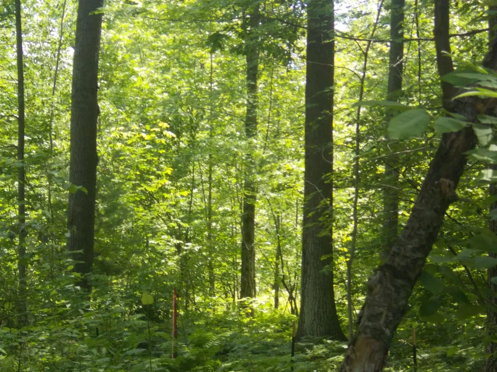 Fern Street Plainfield Township MI 48739