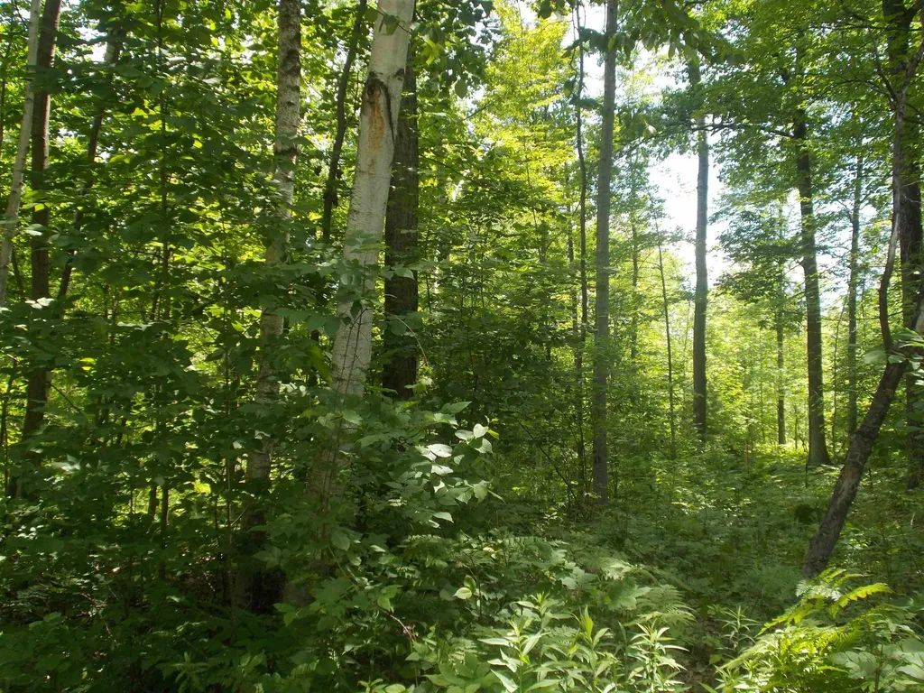 Fern Street Plainfield Township MI 48739