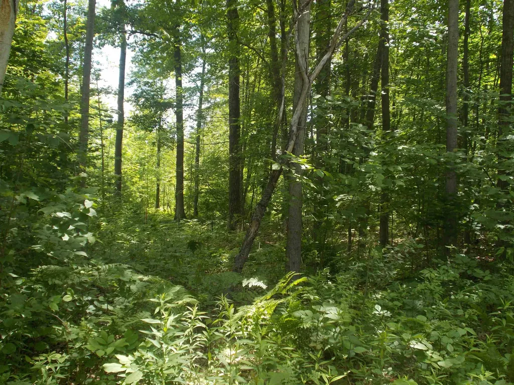 Fern Street Plainfield Township MI 48739