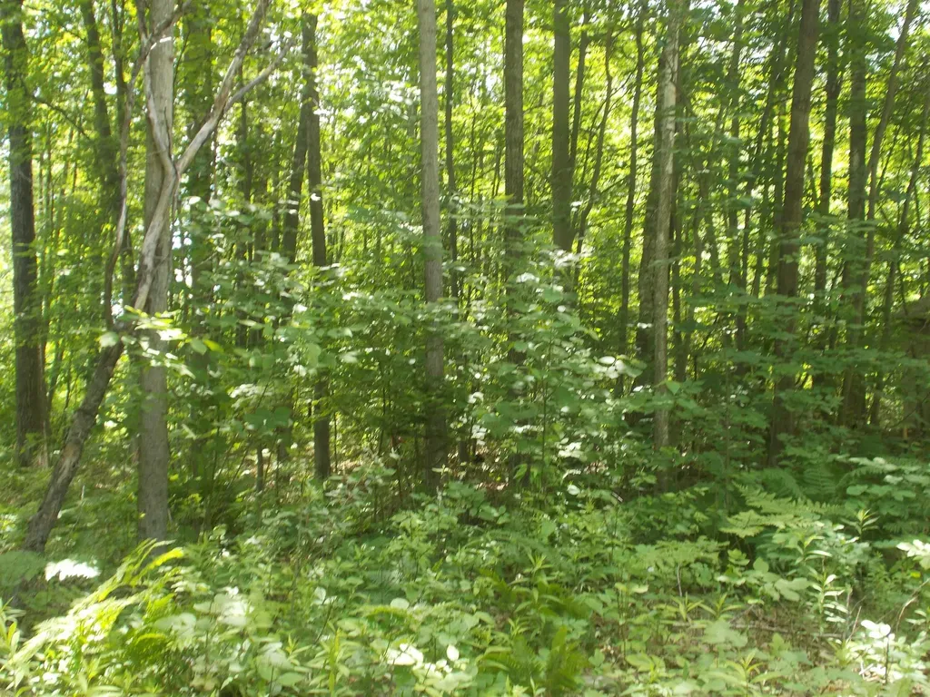 Fern Street Plainfield Township MI 48739