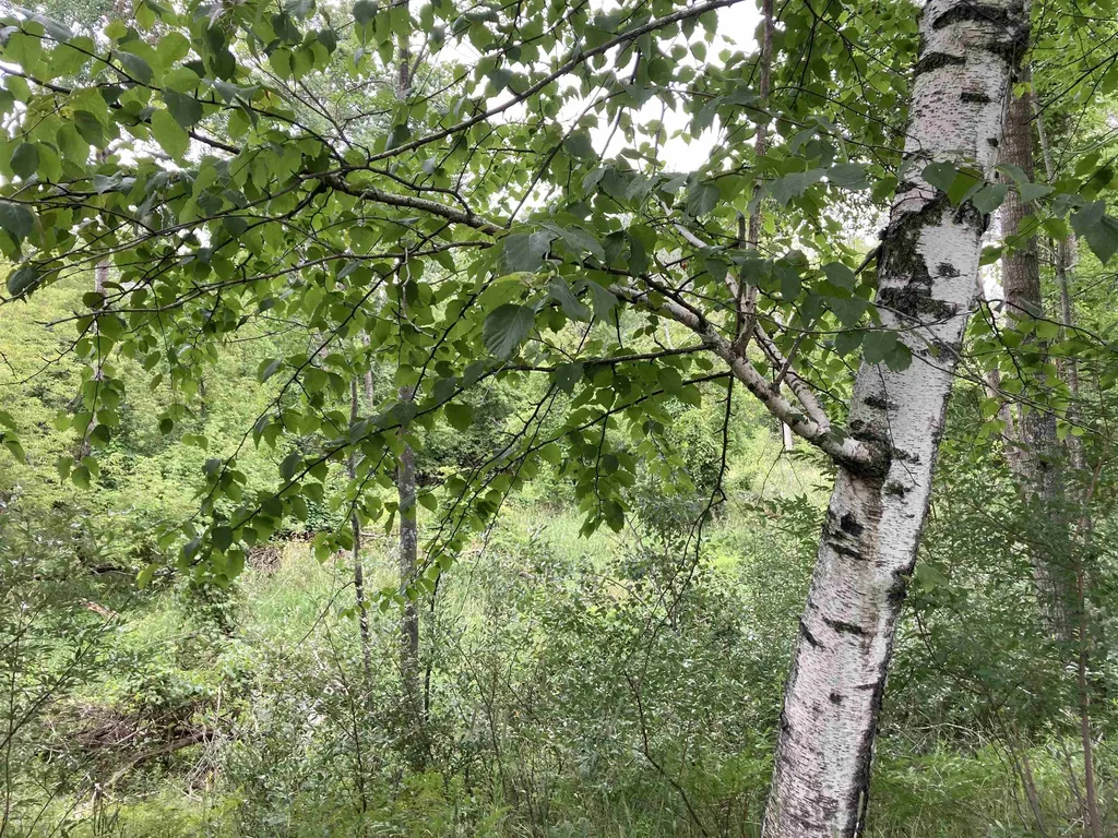 N/a Beechwood Road Cumming Township MI 48654