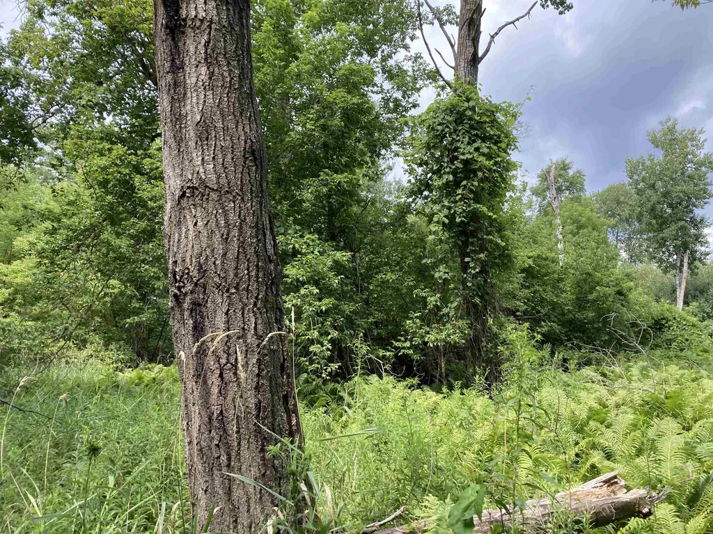 N/a Beechwood Road Cumming Township MI 48654