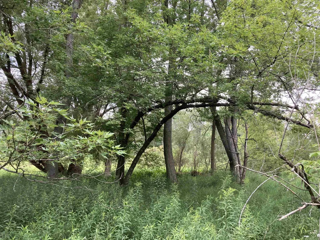N/a Beechwood Road Cumming Township MI 48654