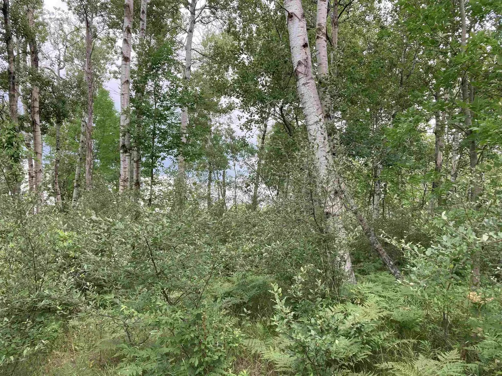 N/a Beechwood Road Cumming Township MI 48654