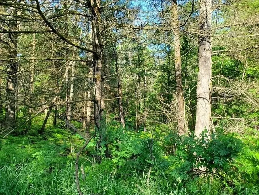 0 Quigley Road Mills Township MI 48610