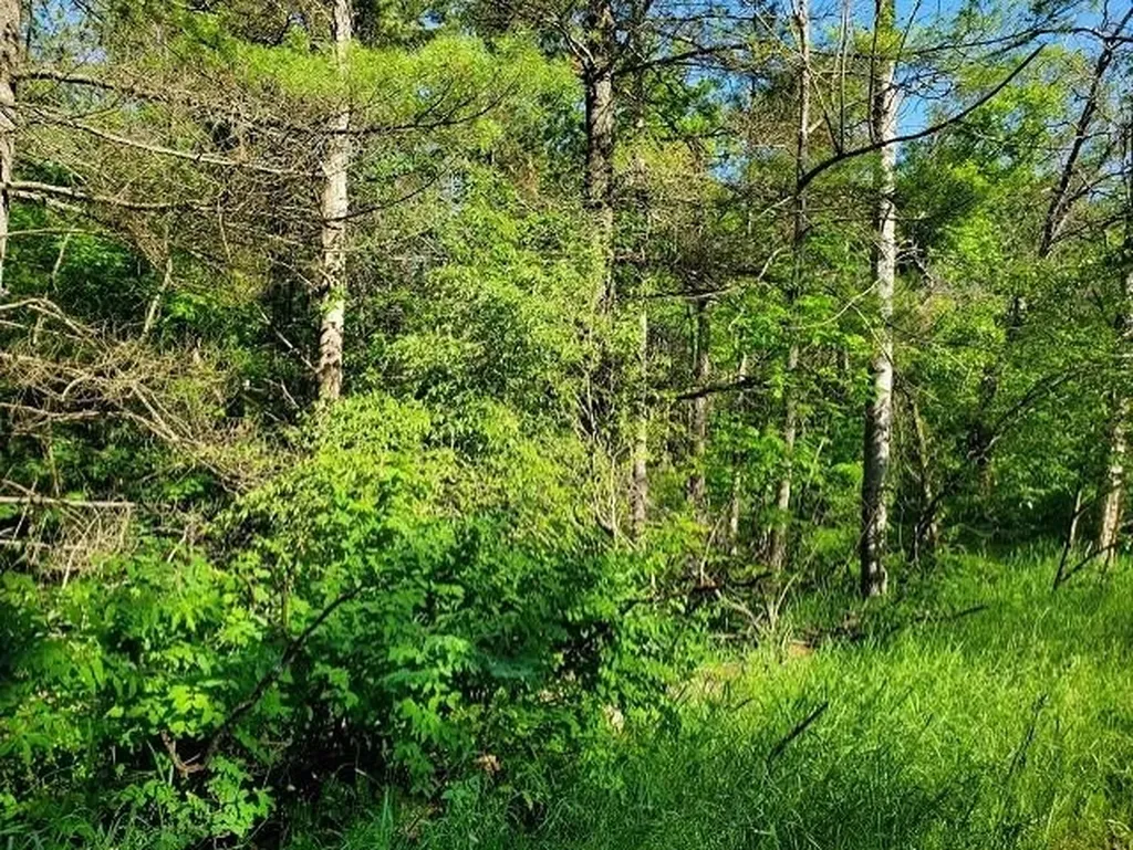 0 Quigley Road Mills Township MI 48610