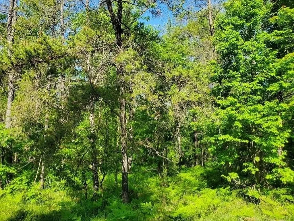 0 Quigley Road Mills Township MI 48610