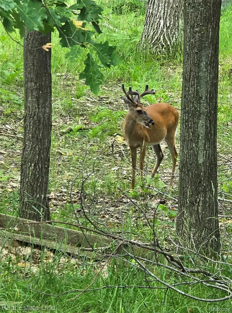 4081 N Chipmunk Trail Alcona Township MI 48742