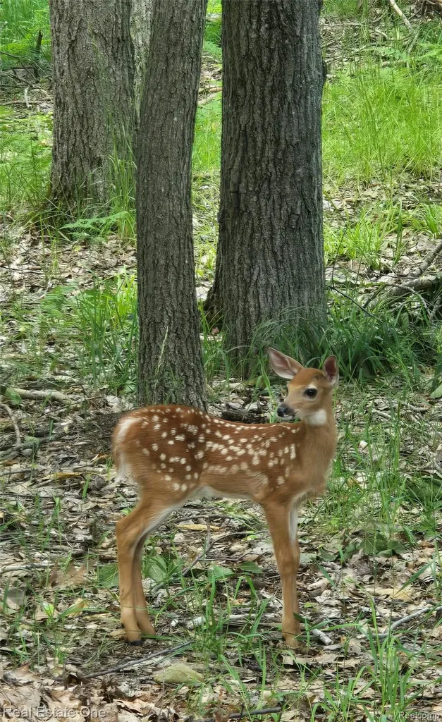 4081 N Chipmunk Trail Alcona Township MI 48742