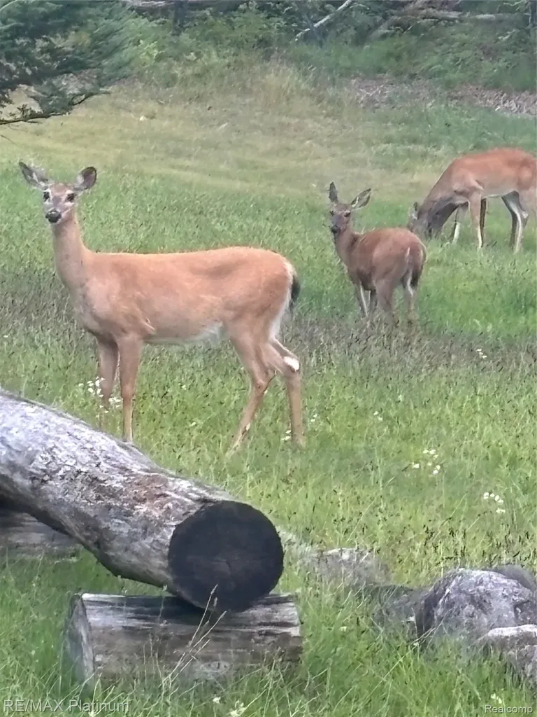 4125 Hubbard Lake Trail Caledonia Township MI 49747