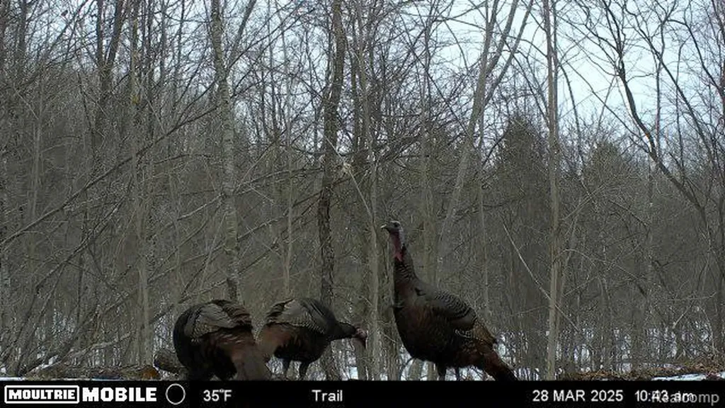 0000 Northland Drive Maple Forest Township MI 49733