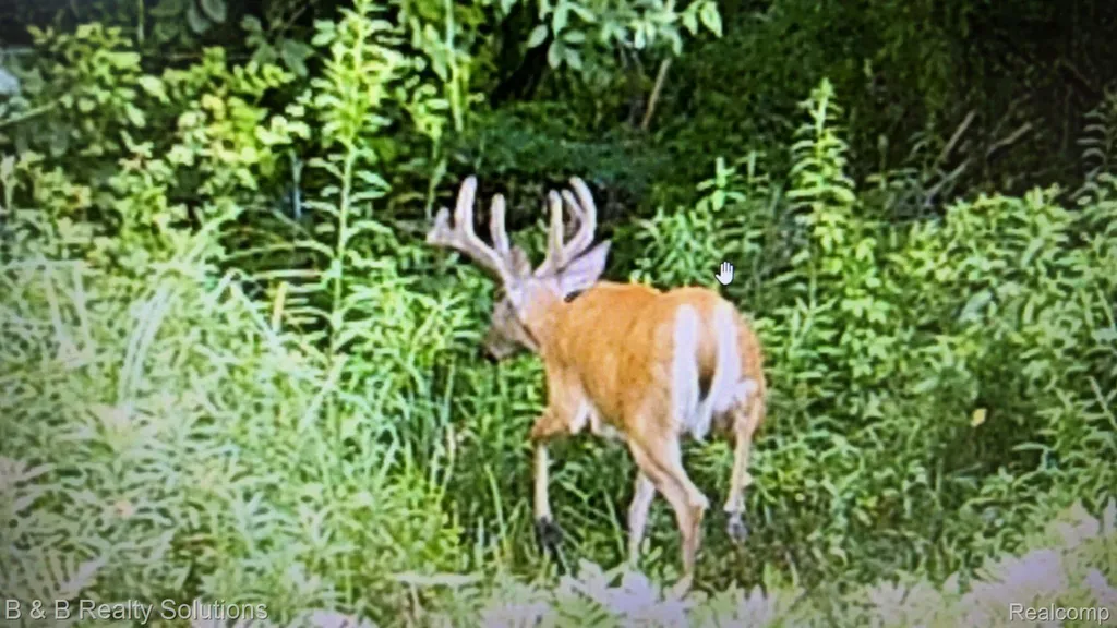 2927 N Blacks Corners Road Goodland Township MI 48444