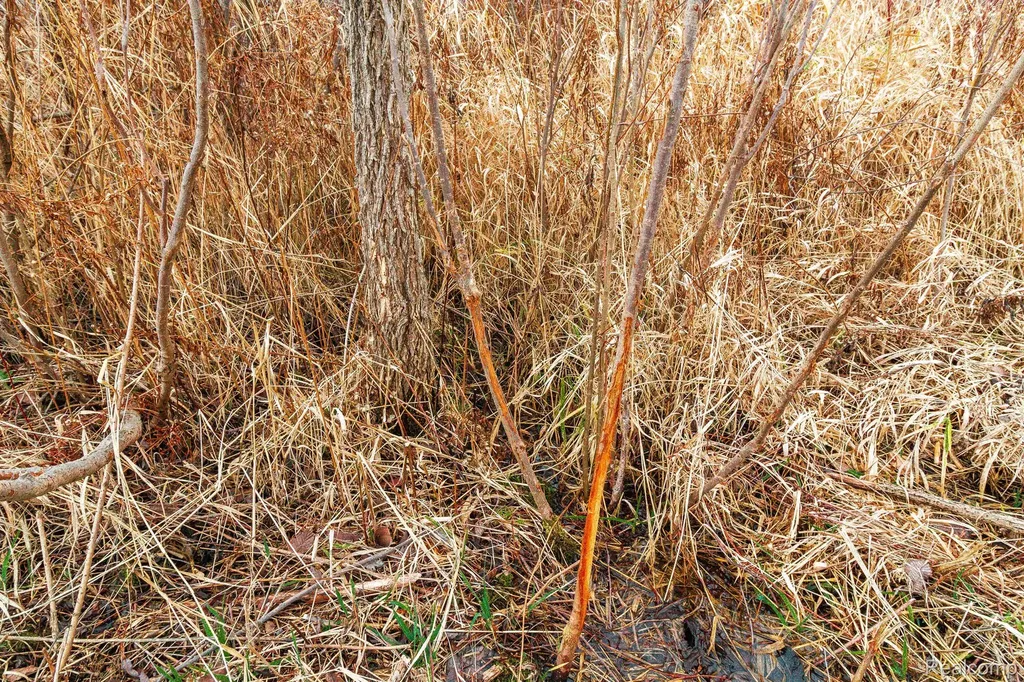 Vl Roods Lake Road Mayfield Township MI 48446