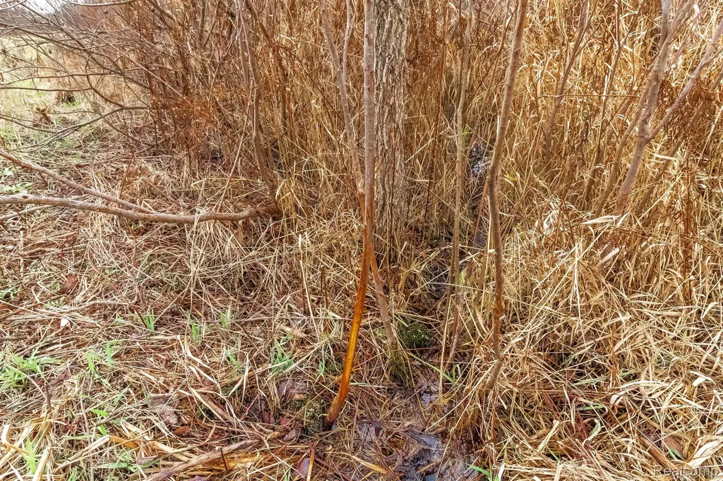 Vl Roods Lake Road Mayfield Township MI 48446