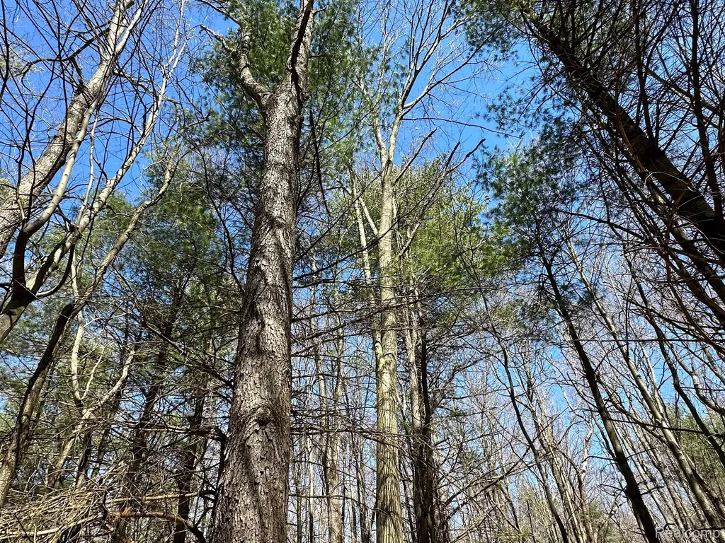 4.23 Acres Vl - Knights Bridge Road Addison Township MI 48367