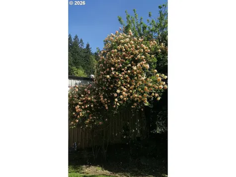 8136 Highway 126 Florence OR 97439