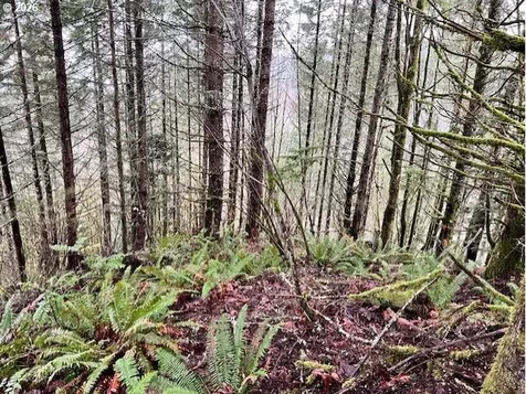 76781 Palm Hill Road Clatskanie OR 97016
