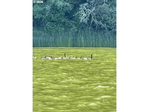 3226 S Tenmile Lake Lakeside OR 97449