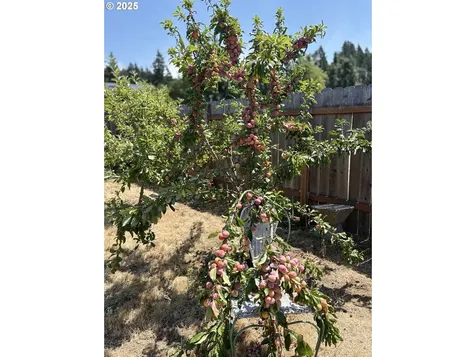 1255 S 13th Street Cottage Grove OR 97424