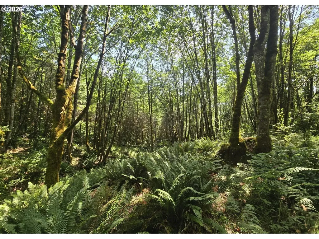 Tide Creek Road Rainier OR 97048