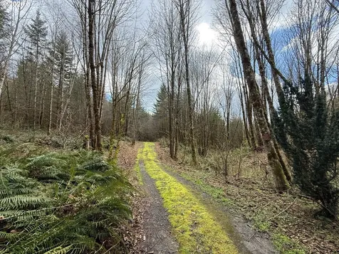 Tide Creek Road Rainier OR 97048