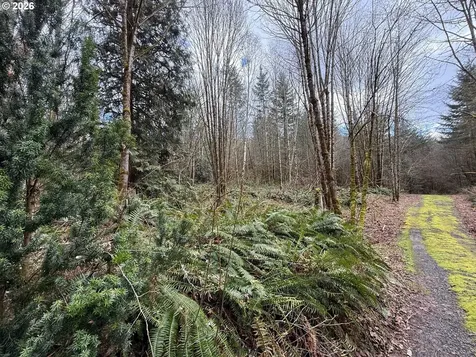 Tide Creek Road Rainier OR 97048