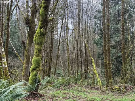 Tide Creek Road Rainier OR 97048