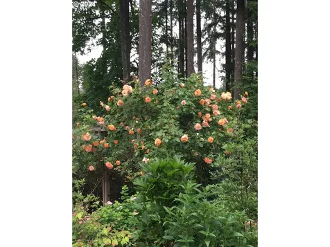 86083 Cherokee Drive Eugene OR 97402