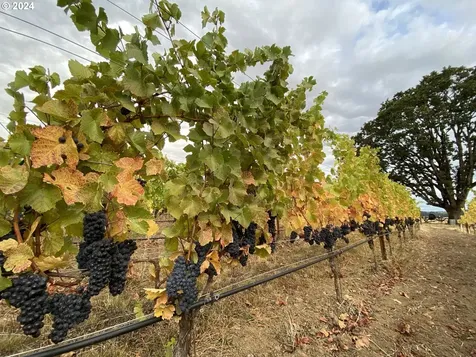 8085 NE Oak Springs Farm Road Carlton OR 97111