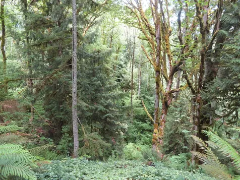 Valley View Drive Mossyrock WA 98564