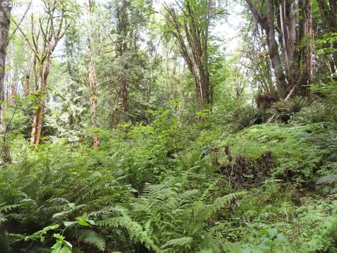 Valley View Drive Mossyrock WA 98564