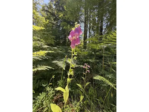 0 Lahar Lane Cougar WA 98616