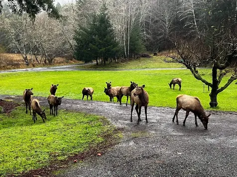 233 Johanneson Creek Road Reedsport OR 97467