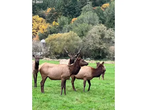 233 Johanneson Creek Road Reedsport OR 97467