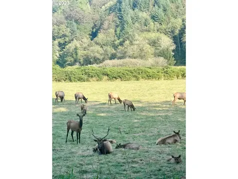 233 Johanneson Creek Road Reedsport OR 97467