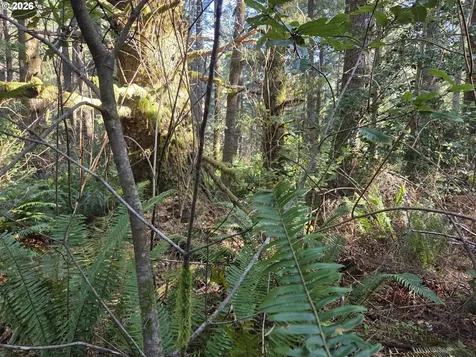 Greggs Creek Road Gold Beach OR 97444