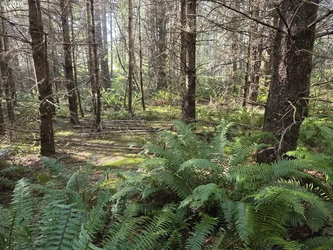 Greggs Creek Road Gold Beach OR 97444