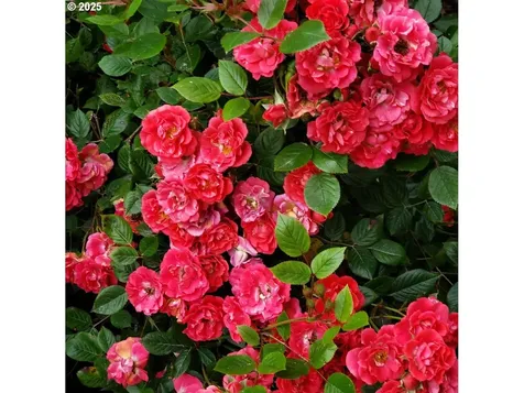 337 SW 27th Way Troutdale OR 97060