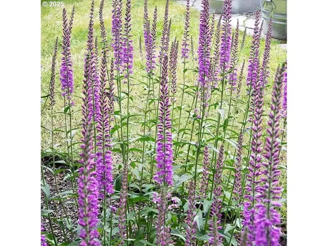 337 SW 27th Way Troutdale OR 97060