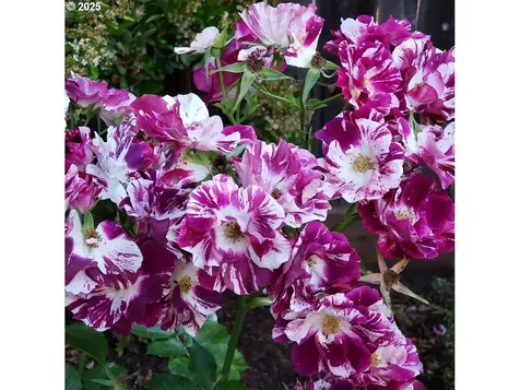 337 SW 27th Way Troutdale OR 97060