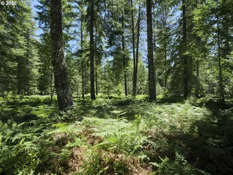Loowit Lane Cougar WA 98616
