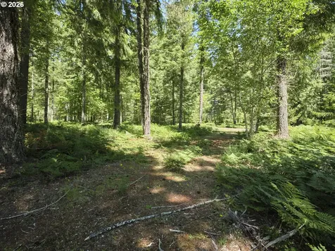 Loowit Lane Cougar WA 98616