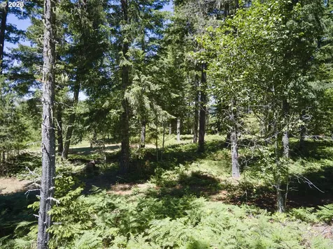 Loowit Lane Cougar WA 98616