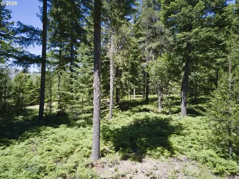 Loowit Lane Cougar WA 98616