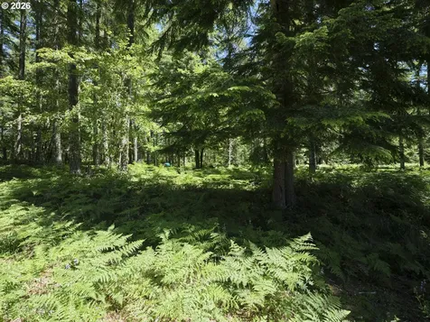 Loowit Lane Cougar WA 98616