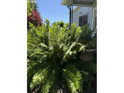 507 S 11th Avenue Cornelius OR 97113